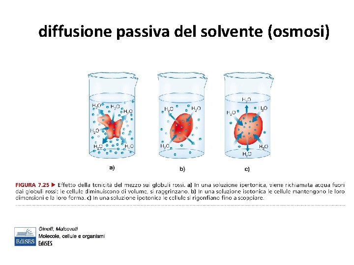 diffusione passiva del solvente (osmosi) 