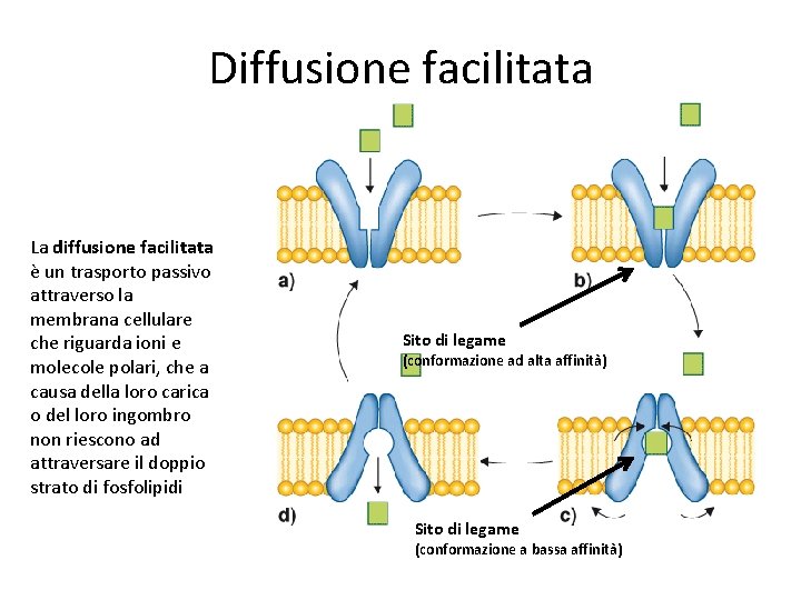 Diffusione facilitata La diffusione facilitata è un trasporto passivo attraverso la membrana cellulare che