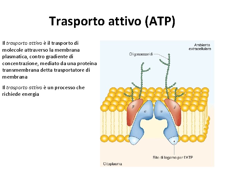 Trasporto attivo (ATP) Il trasporto attivo è il trasporto di molecole attraverso la membrana