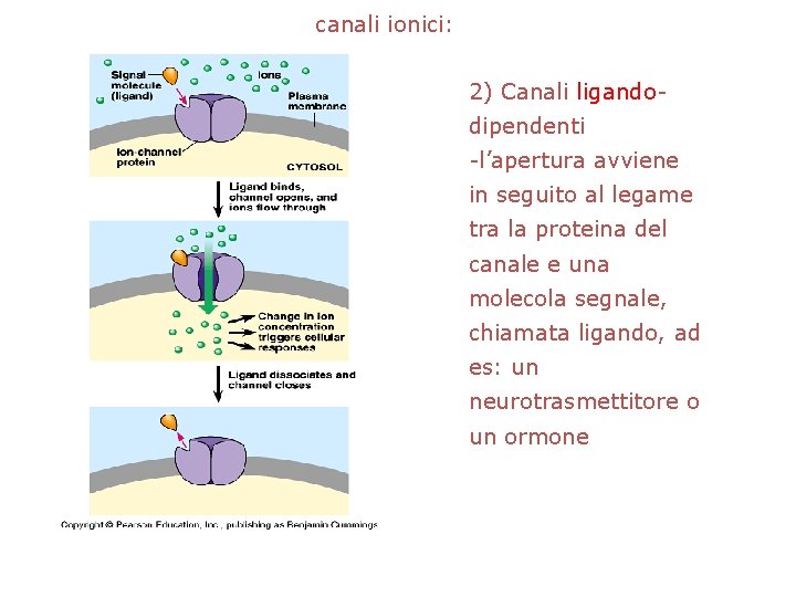 canali ionici: 2) Canali ligandodipendenti -l’apertura avviene in seguito al legame tra la proteina