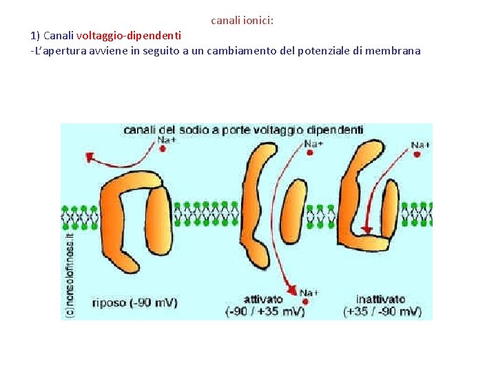 canali ionici: 1) Canali voltaggio-dipendenti -L’apertura avviene in seguito a un cambiamento del potenziale