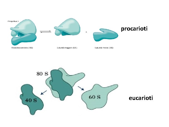 procarioti eucarioti 