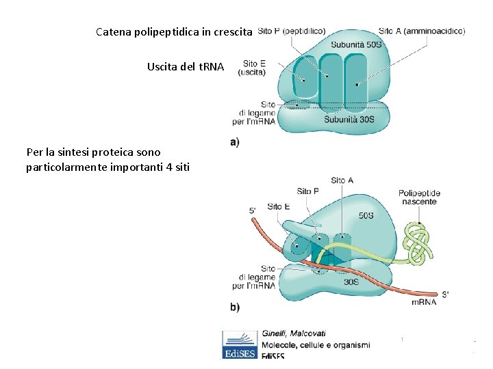 Catena polipeptidica in crescita Uscita del t. RNA Per la sintesi proteica sono particolarmente