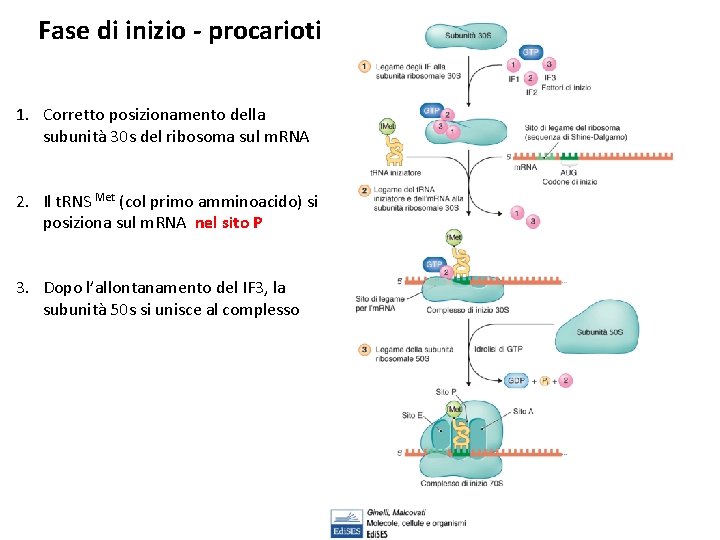 Fase di inizio - procarioti 1. Corretto posizionamento della subunità 30 s del ribosoma