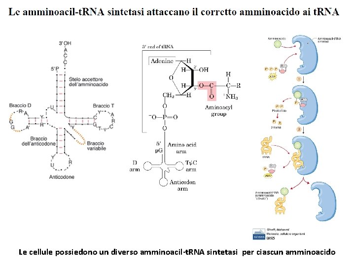 Le cellule possiedono un diverso amminoacil-t. RNA sintetasi per ciascun amminoacido 