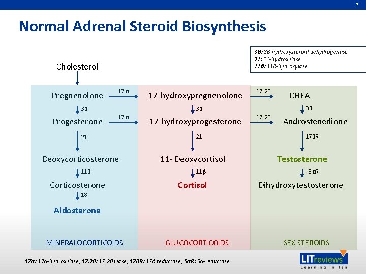 7 Normal Adrenal Steroid Biosynthesis 3β: 3β-hydroxysteroid dehydrogenase 21: 21 -hydroxylase 11β: 11β-hydroxylase Cholesterol