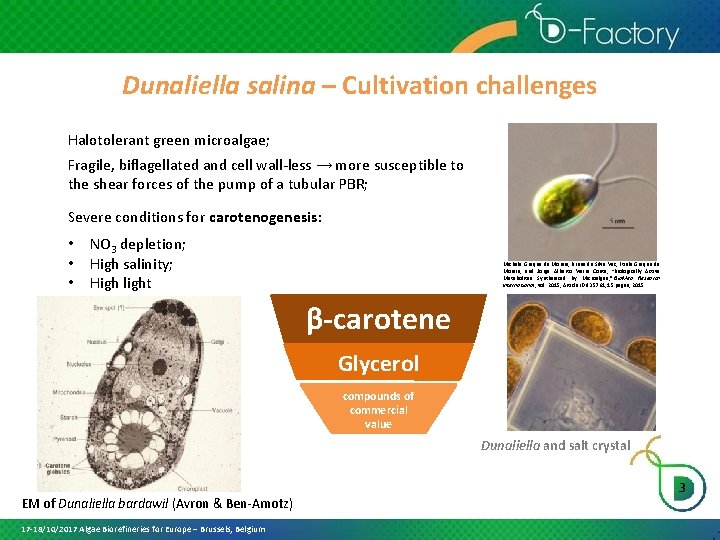 Dunaliella salina – Cultivation challenges Halotolerant green microalgae; Fragile, biflagellated and cell wall-less →