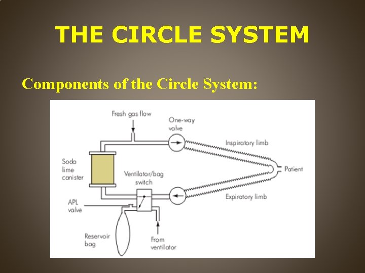 THE CIRCLE SYSTEM Components of the Circle System: 