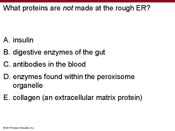 What proteins are not made at the rough ER? A. insulin B. digestive enzymes