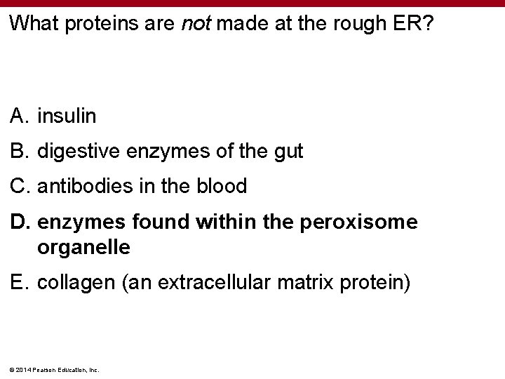 What proteins are not made at the rough ER? A. insulin B. digestive enzymes