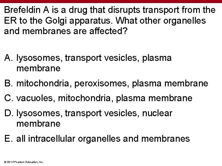 Brefeldin A is a drug that disrupts transport from the ER to the Golgi