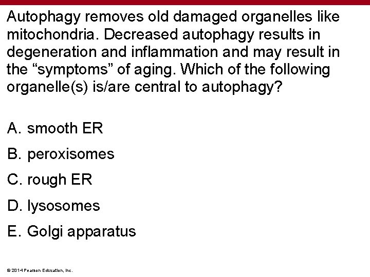 Autophagy removes old damaged organelles like mitochondria. Decreased autophagy results in degeneration and inflammation