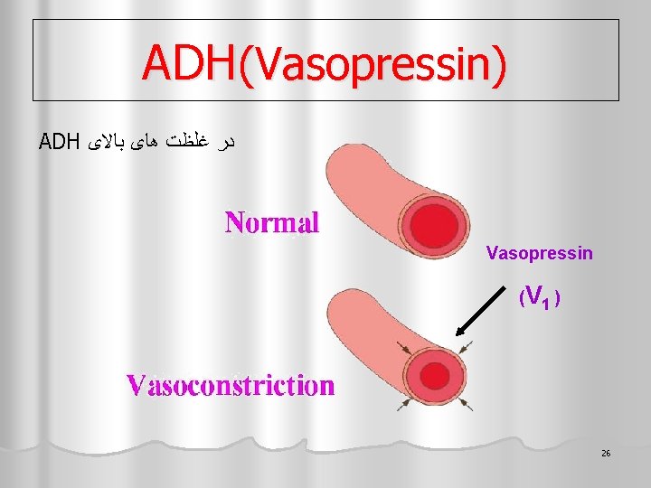 ADH(Vasopressin) ADH ﺩﺭ ﻏﻠﻈﺖ ﻫﺎی ﺑﺎﻻی Vasopressin (V 1 ) 26 