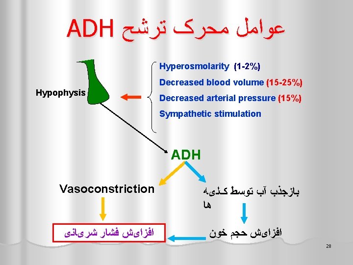 ADH ﻋﻮﺍﻣﻞ ﻣﺤﺮک ﺗﺮﺷﺢ Hyperosmolarity (1 -2%) Decreased blood volume (15 -25%) Hypophysis Decreased
