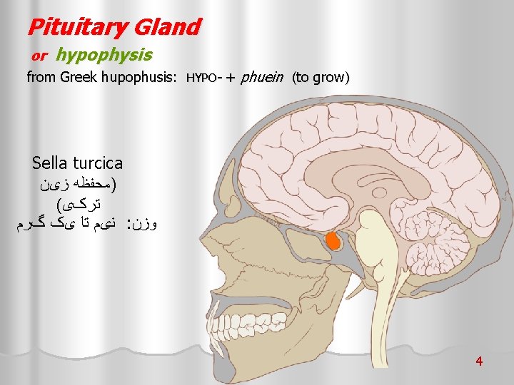 Pituitary Gland or hypophysis from Greek hupophusis: HYPO- + phuein (to grow) Sella turcica