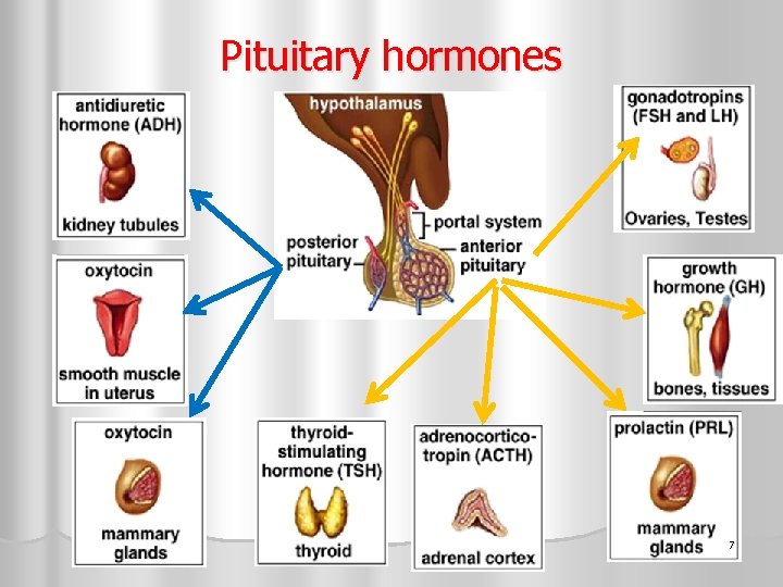 Pituitary hormones 7 