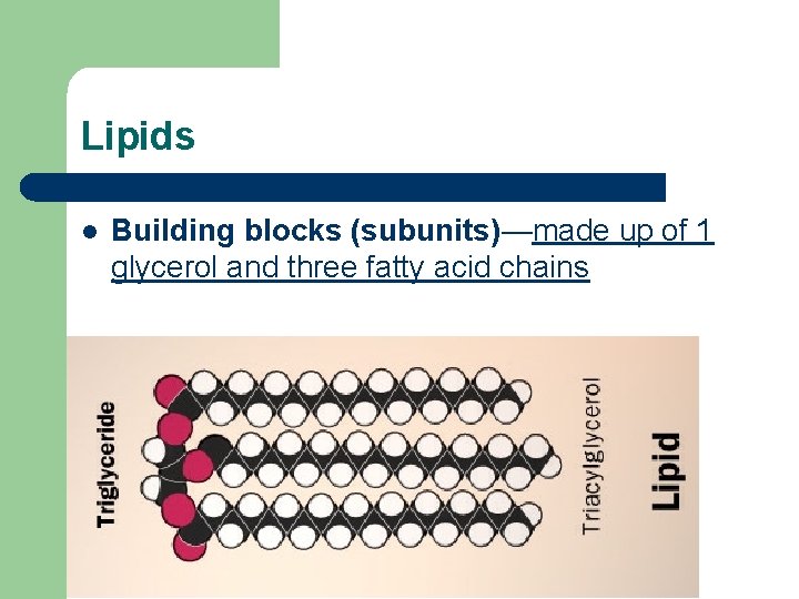 Lipids l Building blocks (subunits)—made up of 1 glycerol and three fatty acid chains