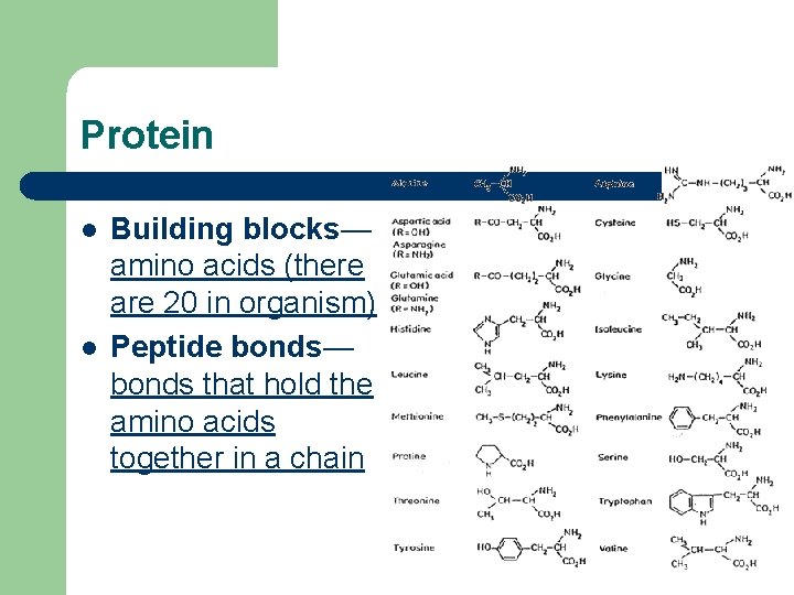 Protein l l Building blocks— amino acids (there are 20 in organism) Peptide bonds—