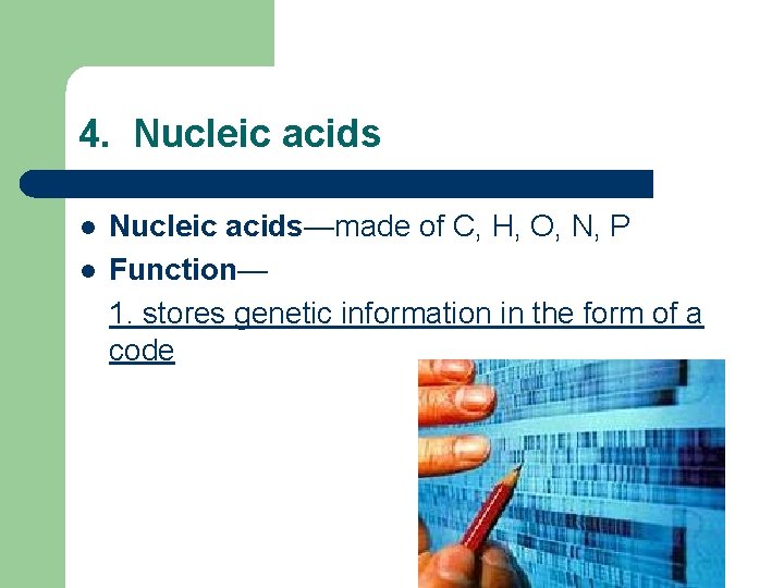 4. Nucleic acids l l Nucleic acids—made of C, H, O, N, P Function—