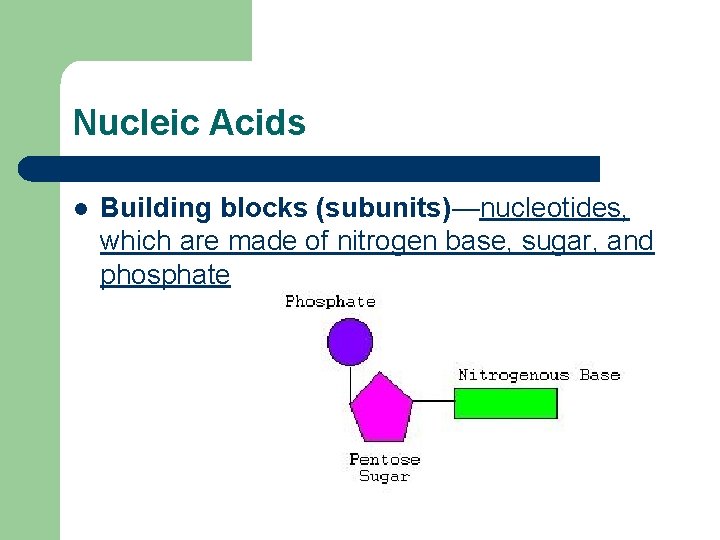 Nucleic Acids l Building blocks (subunits)—nucleotides, which are made of nitrogen base, sugar, and