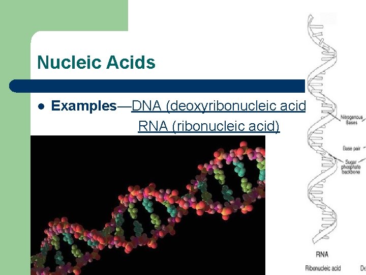 Nucleic Acids l Examples—DNA (deoxyribonucleic acid) RNA (ribonucleic acid) 