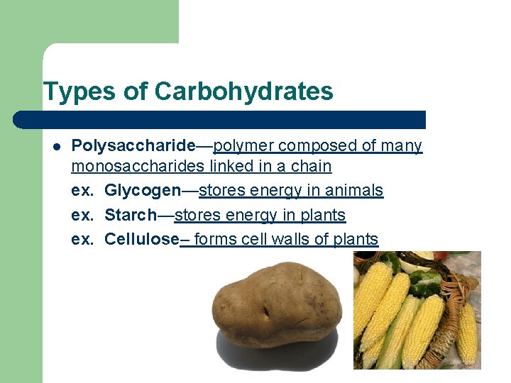 Types of Carbohydrates l Polysaccharide—polymer composed of many monosaccharides linked in a chain ex.