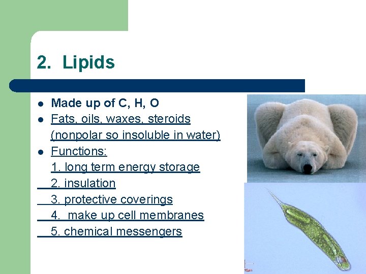 2. Lipids l l l Made up of C, H, O Fats, oils, waxes,