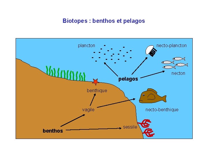 Biotopes : benthos et pelagos plancton necto-plancton necton pelagos benthique vagile benthos necto-benthique sessile