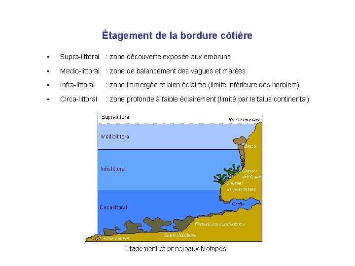 Étagement de la bordure côtière • Supra-littoral : zone découverte exposée aux embruns •