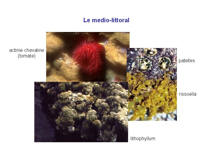 Le medio-littoral actinie chevaline (tomate) patelles rissoella lithophyllum 