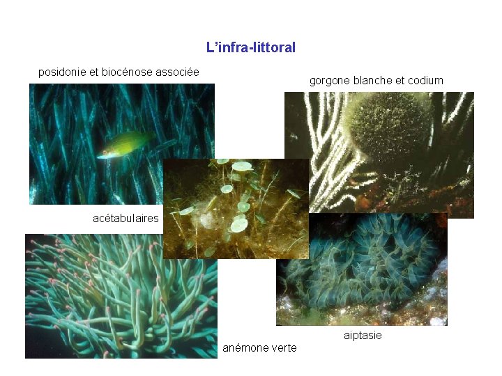 L’infra-littoral posidonie et biocénose associée gorgone blanche et codium acétabulaires aiptasie anémone verte 
