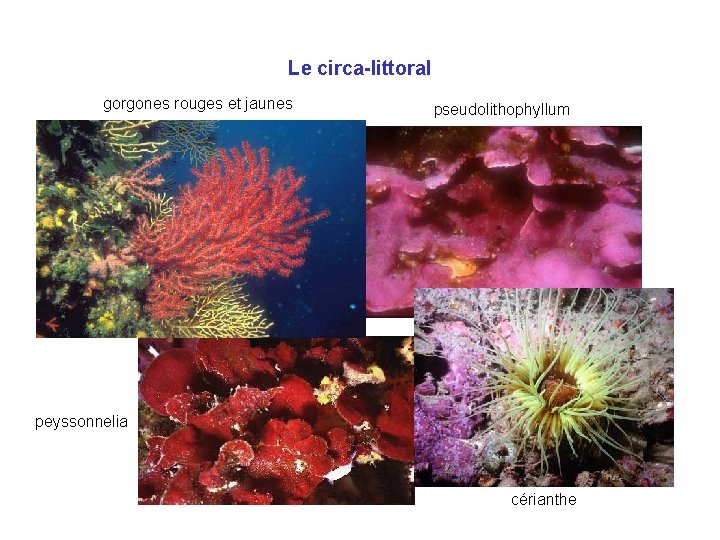 Le circa-littoral gorgones rouges et jaunes pseudolithophyllum peyssonnelia cérianthe 