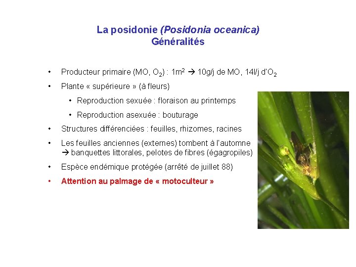 La posidonie (Posidonia oceanica) Généralités • Producteur primaire (MO, O 2) : 1 m