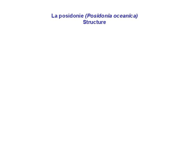 La posidonie (Posidonia oceanica) Structure 