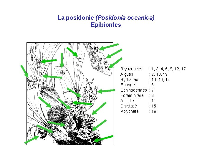 La posidonie (Posidonia oceanica) Epibiontes Bryozoaires Algues Hydraires Éponge Échinodermes Foraminifère Ascidie Crustacé Polychète