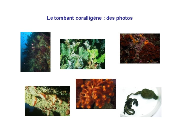 Le tombant coralligène : des photos 