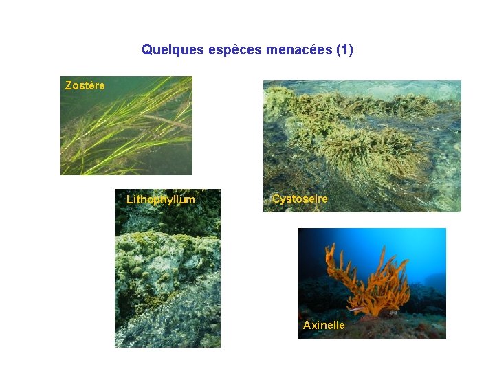 Quelques espèces menacées (1) Zostère Lithophyllum Cystoseire Axinelle 