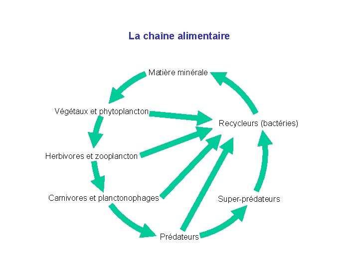 La chaîne alimentaire Matière minérale Végétaux et phytoplancton Recycleurs (bactéries) Herbivores et zooplancton Carnivores