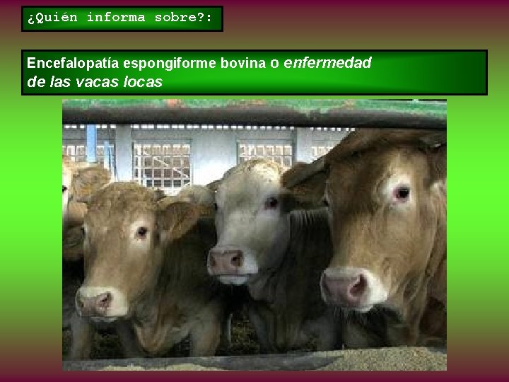¿Quién informa sobre? : Encefalopatía espongiforme bovina o enfermedad de las vacas locas 
