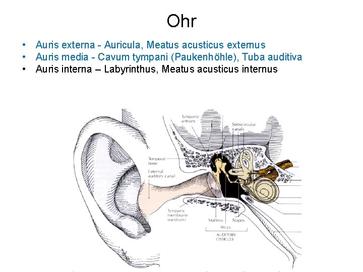 Ohr • Auris externa - Auricula, Meatus acusticus externus • Auris media - Cavum