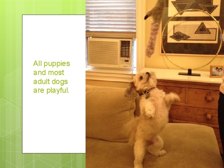 All puppies and most adult dogs are playful. 