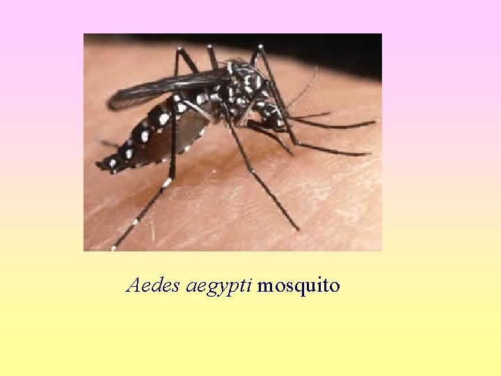 Aedes aegypti mosquito 