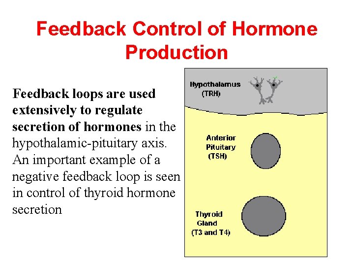 Feedback Control of Hormone Production Feedback loops are used extensively to regulate secretion of