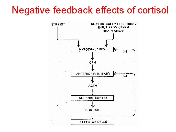 Negative feedback effects of cortisol 