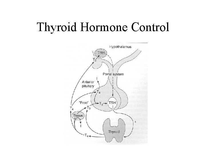 Thyroid Hormone Control 