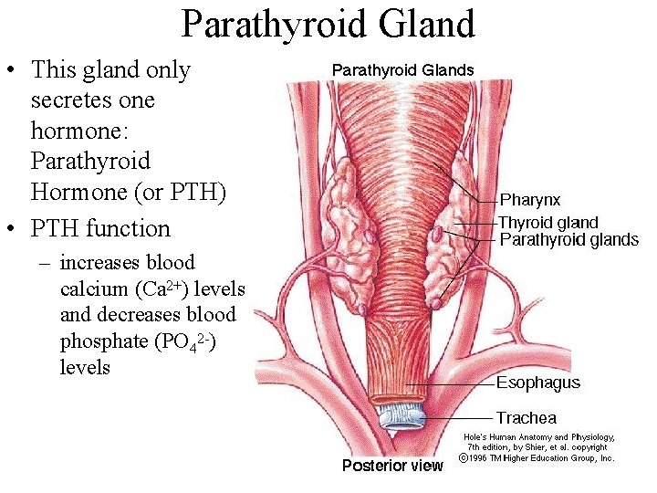 Parathyroid Gland • This gland only secretes one hormone: Parathyroid Hormone (or PTH) •