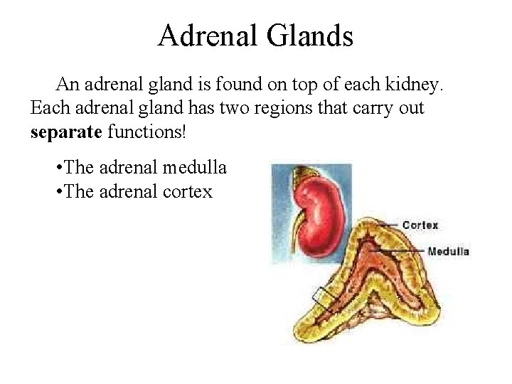Adrenal Glands An adrenal gland is found on top of each kidney. Each adrenal