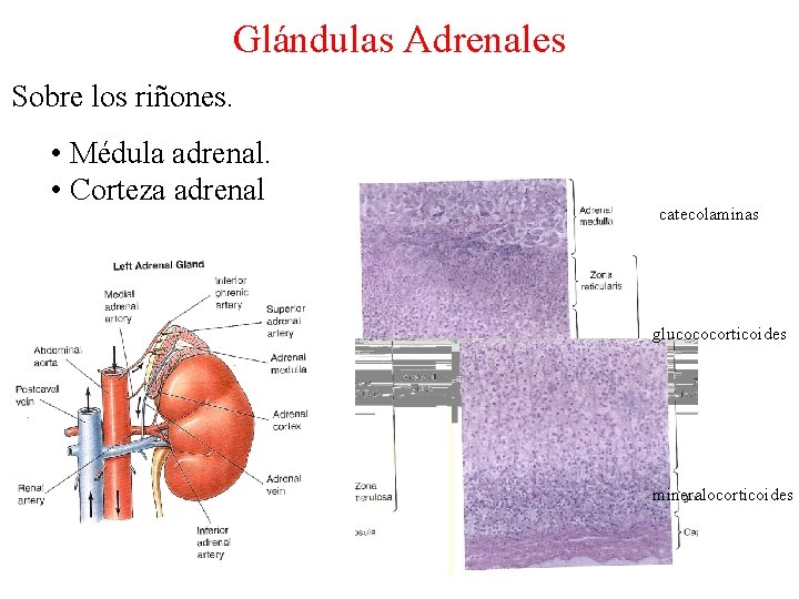 Glándulas Adrenales Sobre los riñones. • Médula adrenal. • Corteza adrenal catecolaminas glucococorticoides mineralocorticoides