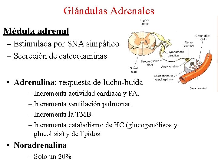 Glándulas Adrenales Médula adrenal – Estimulada por SNA simpático – Secreción de catecolaminas •
