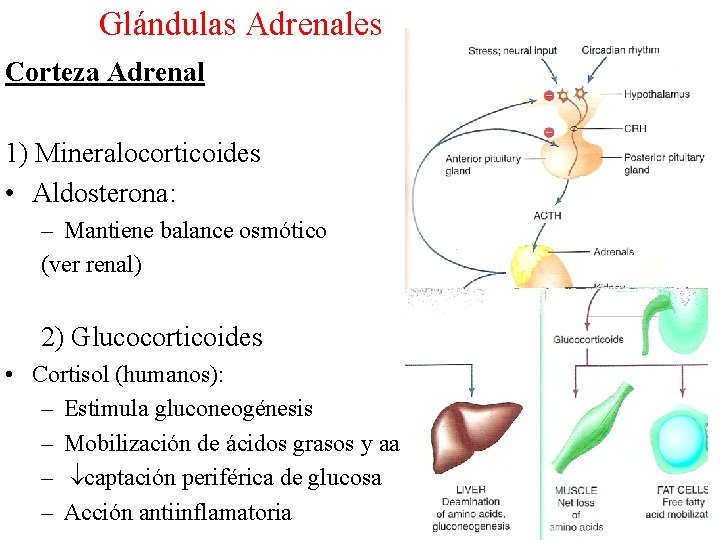 Glándulas Adrenales Corteza Adrenal 1) Mineralocorticoides • Aldosterona: – Mantiene balance osmótico (ver renal)
